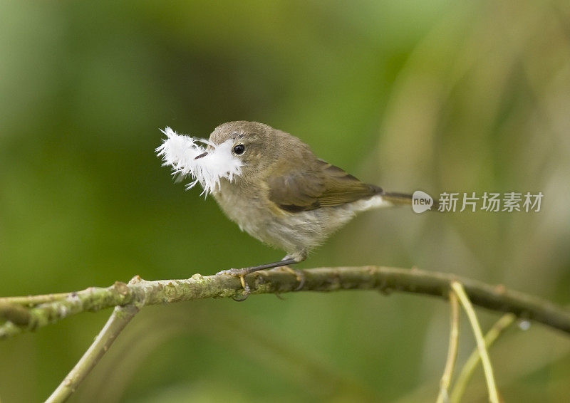 奇夫查夫 （菲洛斯科普斯 · 科利比塔）